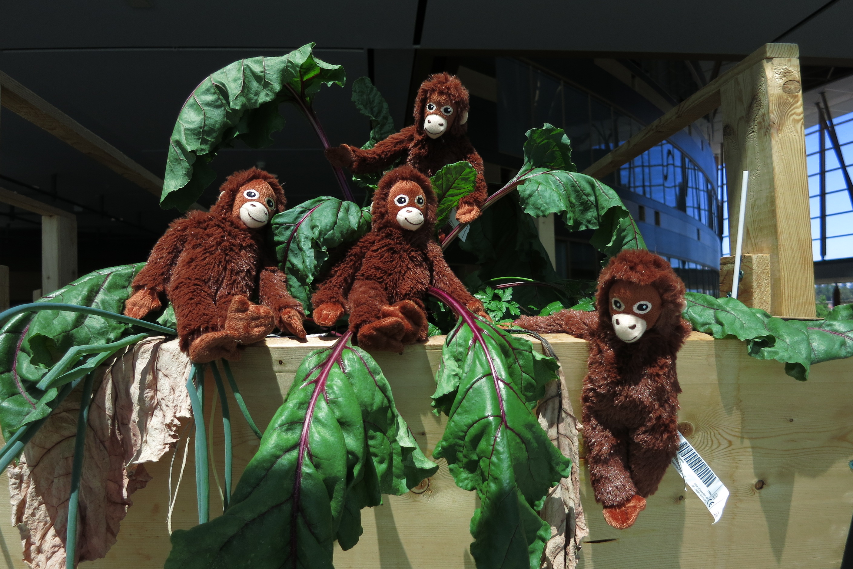 monkeys (named bob) at the garden at sfu